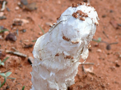 В Цимлянских песках встречается один из самых редких грибов России