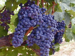 В Цимлянском районе с виноградника украли более 60 килограммов винограда элитного сорта