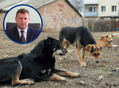 «Стерилизованные тоже кусаются»: замглавы по ЖКХ анонсировал новые методы борьбы с бездомными собаками