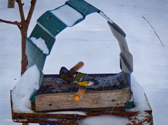 Морозы не собираются уходить из Волгодонска