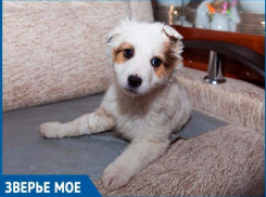 Волгодонская организация «Делай добро» ищет новых хозяев для невероятно ласкового щенка с трудным детством