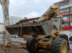 Ряд опасных участков со старыми деревьями на улице Ленина привели в порядок