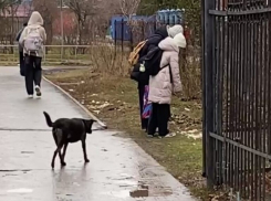 Бездомная собака истерзала остатки трупа кошки на глазах у школьников в Волгодонске