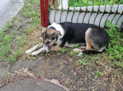 Брошенная на произвол судьбы собака все еще ждет у подъезда переехавших хозяев