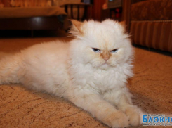 Боня - 71-й участник конкурса «Самый красивый кот Волгодонска»