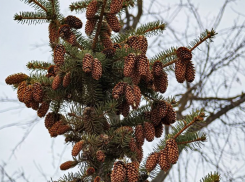 Хмурые тучи заявятся под вечер: о погоде в Волгодонске в четверг