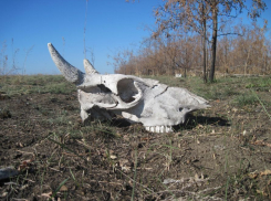 В Волгодонске в районе городской свалки неизвестные выбросли 20 коровьих голов