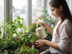 Зеленая грядка на вашем подоконнике: как вырастить свежую зелень зимой