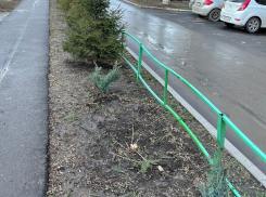 В Волгодонске вандалы уничтожили ели в ЮЗР 