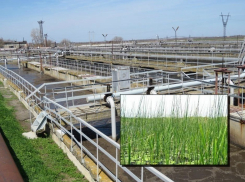 Очистить сточные воды Волгодонску помогут чудо-камыши