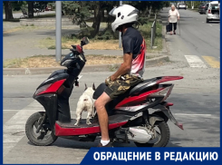 «Собака-байкер»: мужчина и его пес рассекают на скутере по Волгодонску 