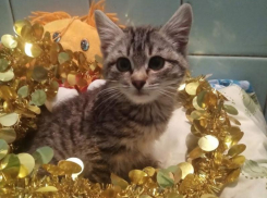 Встретить новый год в любящей семье мечтает маленькая Тигруля