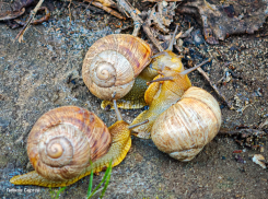 Любовный парад улиток заметили на «коммунальном болоте» в Волгодонске 