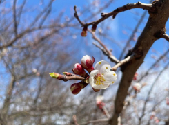 Теплым и солнечным будет вторник в Волгодонске 