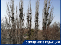 «Вороны не дают нам спокойной жизни»: жители МКД на Ленина