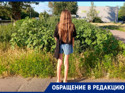 Лесные джунгли в центре Волгодонска — трава на Маршала Кошевого выросла в рост ребёнка