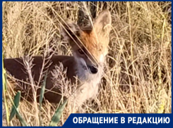 Голодная гостья ест сосиски и хлеб: в поисках еды к людям вышла лиса