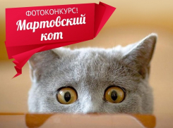 Внимание! Стартовало голосование в конкурсе «Мартовский кот»