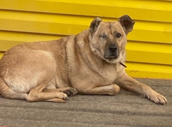 Такой большой, но несчастный: псу Пирату с тяжелой судьбой ищут дом в Волгодонске