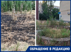 «Кто отвечает за этот сквер?»: жильцы ближайших домов утверждают, что за «Казаком» не убирают с прошлого года