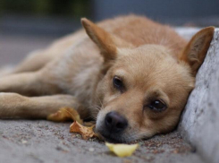 Бездомные животные массово гибнут от отравленной еды в Волгодонске