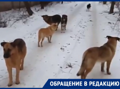 Огромную стаю собак боятся волгодонцы в районе «пятого»