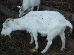 Волгодонск признали городом, где больше всего свиней, козлов, коров и баранов в Ростовской области