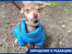 «Крошечный той-терьер в синей курточке потерялся на зимовниковской трассе, малыш ищет нового хозяина»: волгодончанка