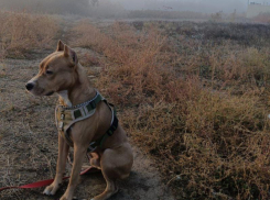 Волгодонские ветеринары рассказали как предотвратить бешенство ваших животных