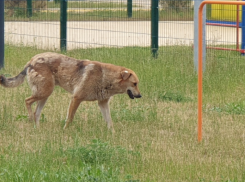 Одну бездомную собаку отловили на территории школы в квартале В-9