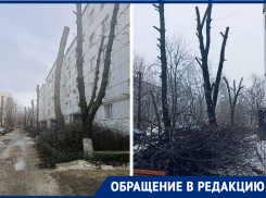 «Пни вместо каштанов»: жители дома №157а по улице Горького возмущены уничтожением деревьев