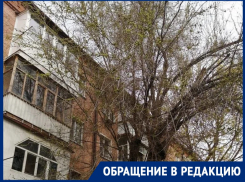«Лампочка горит круглосуточно!»: жительница дома Ленина, 31 света белого не видит из-за старого дерева