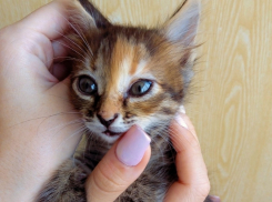 Котята с мамой-кошкой прятались в колесе от ливневых дождей Волгодонска