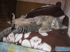 Ёжик — 53-й участник конкурса «Самый красивый кот Волгодонска»