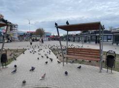 Облюбованные голубями лавочки в центре Волгодонска помоют от птичьего помета