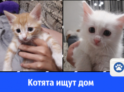 Маленькие очаровашки ищут добрых, ласковых хозяев