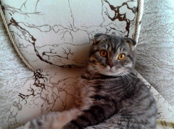 Марсель - 77-й участник конкурса «Самый красивый кот Волгодонска»