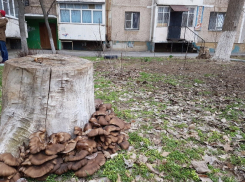 Житель Волгодонска отравился дикорастущими грибами, которые собрал возле дома