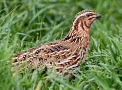 Перепись диких голубей и перепелов прошла в Цимлянском районе