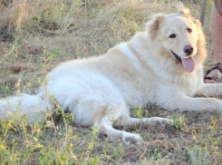 По факту убийства победителя конкурса «Самый лучший пес Волгодонска» возбуждено уголовное дело