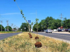 Высаженные на Прибрежной деревья пересадят весной 2022 года