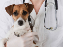 В Волгодонске пройдет день льготной стерилизации собак и кошек