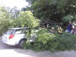 Гнилой восьмиметровый каштан рухнул на две иномарки и пенсионерку на вокзале Волгодонска