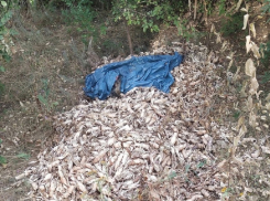 В дендрарии Волгодонска обнаружили открытое захоронение раков