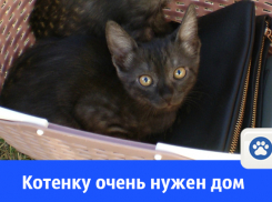 Маленький красавчик очень мечтает о хозяевах