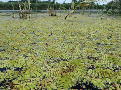 Он уже почти здесь: африканский плавучий папоротник движется по Дону в сторону Волгодонска