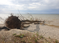 Великая сушь добралась и до Цимлянского водохранилища