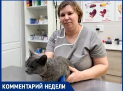 «Чем больше кошка пьет, тем меньше рисков»: ветеринар Дарья Руденко о водном балансе питомцев