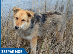 Ради нового дома и любящих хозяев небезразличные волгодонцы готовы увезти хоть за 150 км красавицу Лину 