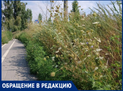 «Это борщевик?»: велодорожку в сторону Шлюзов разобрали неизвестные, а на месте плиток появились подозрительные растения 